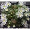 C.obcordellum multicolor SB1193 - Seed